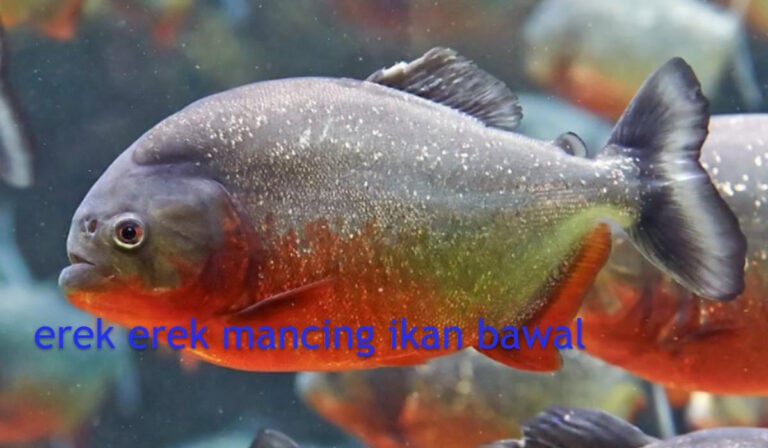 erek erek mancing ikan bawal