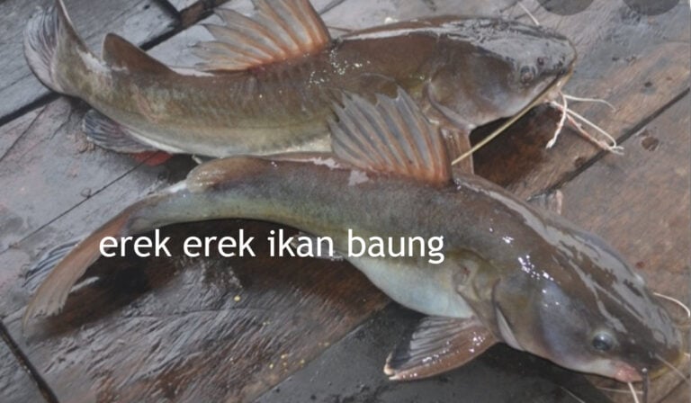 erek erek ikan baung